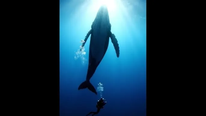 走马探花 - 深蓝星球：探索海洋深处的未知世界